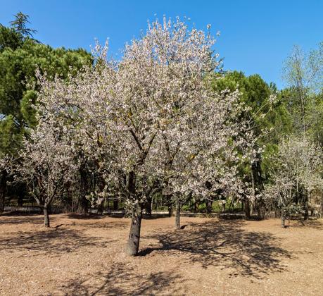 Floración en La Quinta de los Molinos