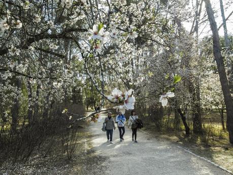 Floración en La Quinta de los Molinos