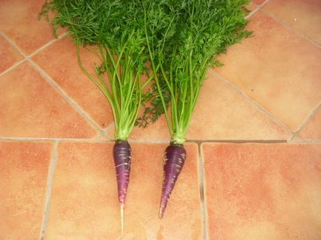 ZANAHORIAS MORADAS