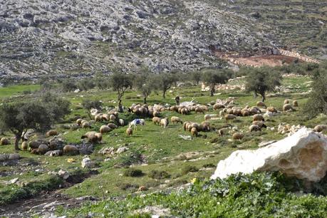 Viaje a Palestina Viaje a Palestina