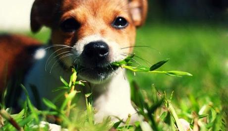 Por qué tu perro come hierba, una base científica