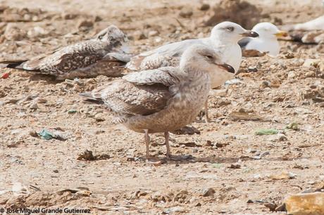 Una posible Argentea americana Larus smithsonianus EL CULEBRETE-NAVARRA