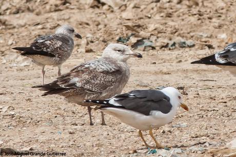 Una posible Argentea americana Larus smithsonianus EL CULEBRETE-NAVARRA