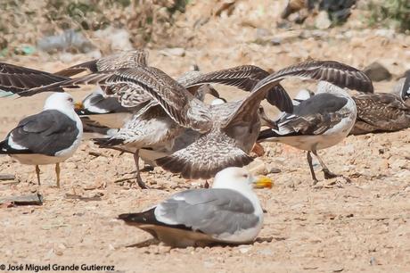 Una posible Argentea americana Larus smithsonianus EL CULEBRETE-NAVARRA