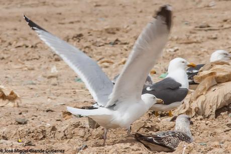 Una posible Argentea americana Larus smithsonianus EL CULEBRETE-NAVARRA