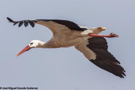 Una posible Argentea americana Larus smithsonianus EL CULEBRETE-NAVARRA