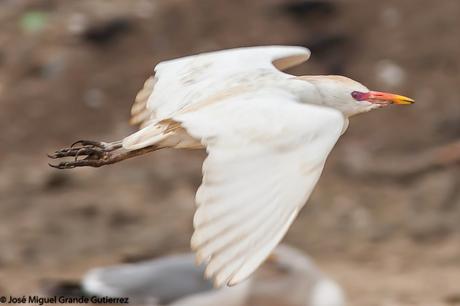 Una posible Argentea americana Larus smithsonianus EL CULEBRETE-NAVARRA