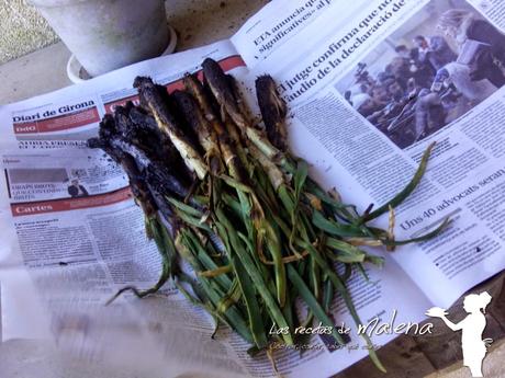 Calçots. Plato típico catalán de temporada Calçots. Plato típico catalán de temporada