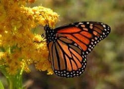 Mariposa monarca Mariposa monarca