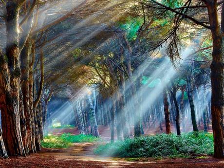 Mi espacio de soledad, mi refugio verde 10250339_798005440273616_2593644457566189267_n