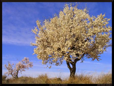 Almendros Almendros