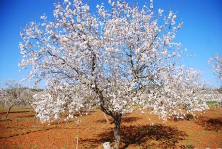 Almendro en flor en Ibiza Almendro en flor en Ibiza