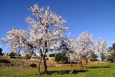 Almendro Almendro