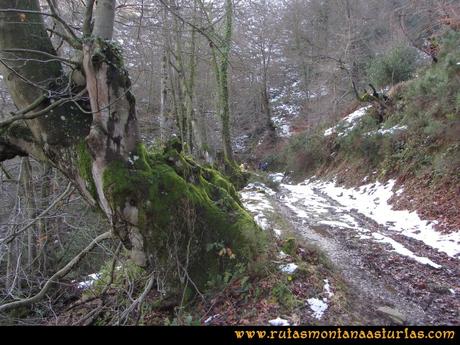 Ruta Carabanzo, Ranero: Pista entre árboles