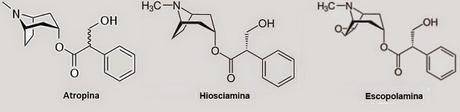 Alcaloides tropánicos: atropina, hiosciamina, escopolamina tropanic alkaloids: atropine scopolamine hiosciamine