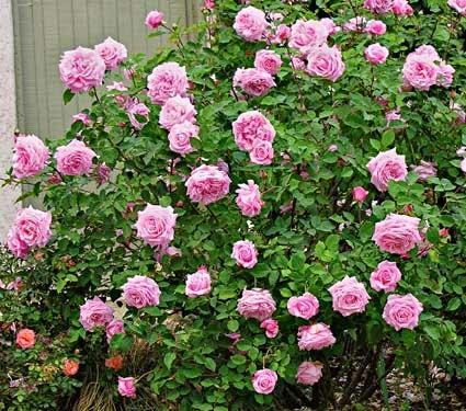El jardín sostenible (II): proyecto Earth Kind Roses, las rosas que 'no se cuidan y, aún así, florecen'. El jardín sostenible (II): proyecto Earth Kind Roses, las rosas que 'no se cuidan y, aún así, florecen'.