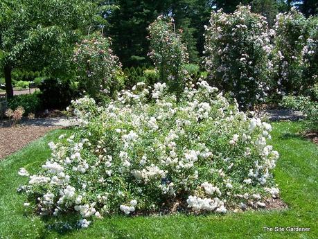 El jardín sostenible (II): proyecto Earth Kind Roses, las rosas que 'no se cuidan y, aún así, florecen'. El jardín sostenible (II): proyecto Earth Kind Roses, las rosas que 'no se cuidan y, aún así, florecen'.