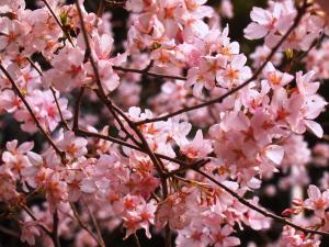 HANAMI (花見): El florecimiento de los cerezos en Japón Flor cerezo - sakura