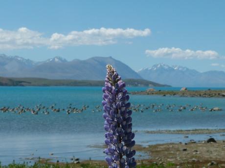 Postales azules, blancas y verdes desde Wanaka La primera postal desde Tekapo
