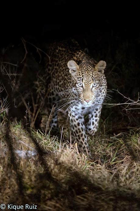 Fotografía nocturna de fauna en Sudafrica Fotografía nocturna de fauna en Sudafrica
