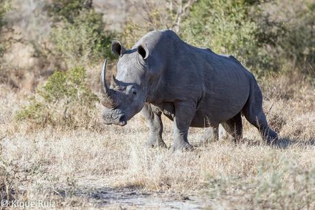 Rinoceronte blanco, cuestión de color.
