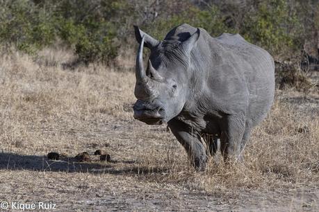 Rinoceronte blanco, cuestión de color.