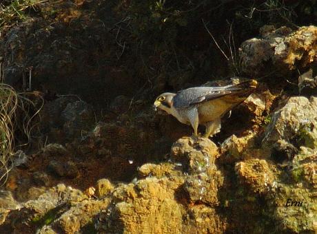 CONTINÚAN UN PAR DE RAREZAS EN LAS MARISMAS DE SANTOÑA