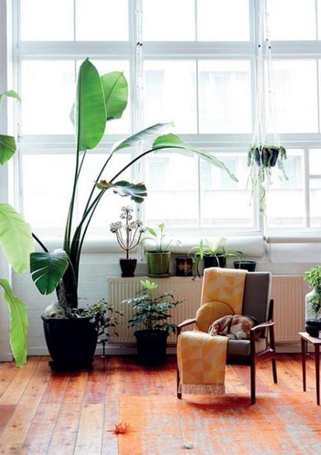 Decorar tu salón con plantas Decorar tu salón con plantas