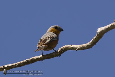 Capuchino castaño (Rufous-rumped Seedeater) Sporophila hypochroma