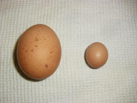 LOS ASOMBROSOS HUEVOS DE MIS GALLINAS