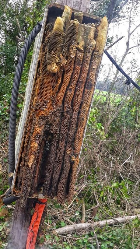 Panales silvestres en caja eléctrica - Wild combs electrical box.