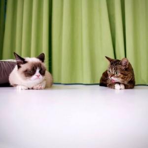 grumpy cat y lil bub