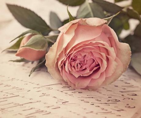 Beautiful rose ♡