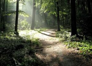 RAYO DE LUZ EN EL BOSQUE