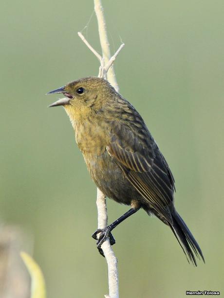 Varilleros del juncal Varilleros del juncal
