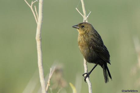 Varilleros del juncal Varilleros del juncal