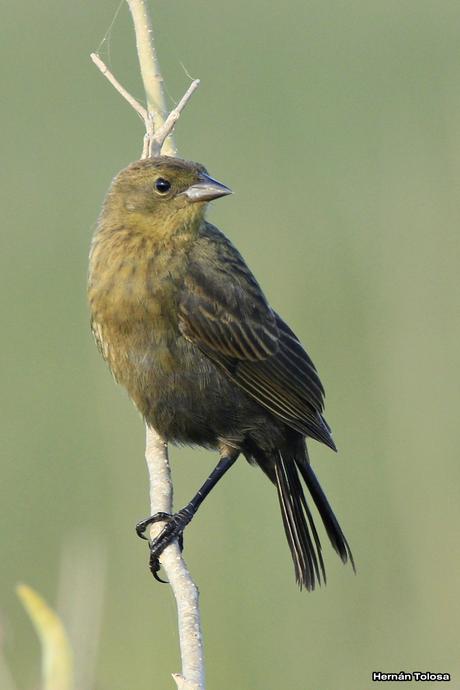 Varilleros del juncal Varilleros del juncal