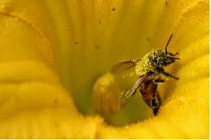 Factores para una correcta polinización - Factors for successful pollination (Span - Eng)