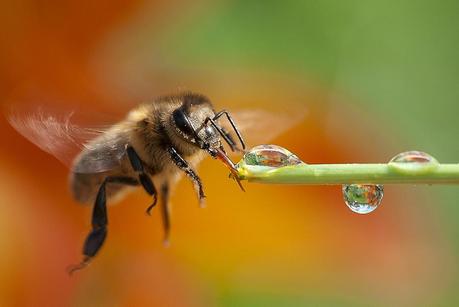 Factores para una correcta polinización - Factors for successful pollination (Span - Eng)