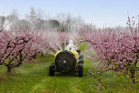 Factores para una correcta polinización - Factors for successful pollination (Span - Eng)