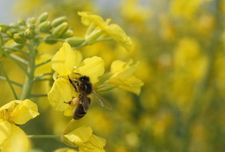 Factores para una correcta polinización - Factors for successful pollination (Span - Eng)