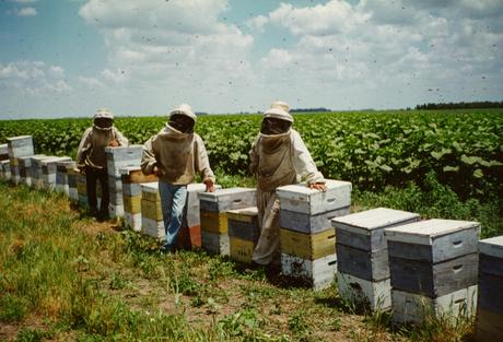 Factores para una correcta polinización - Factors for successful pollination (Span - Eng)