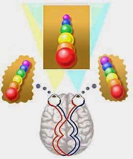 Percepción de la tridimensionalidad Percepción de la tridimensionalidad