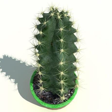 Cactus_Cereus_peruvianus_3.jpgd55016b6-5665-4b37-b187-8c4209387b82Larger