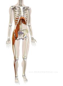 Psoas: El músculo del alma Psoas: El músculo del alma