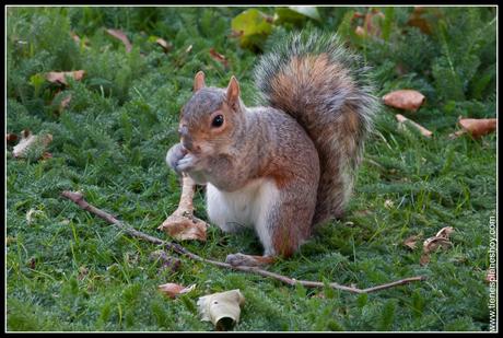 Ardilla St James Park Londres (London) Inglaterra