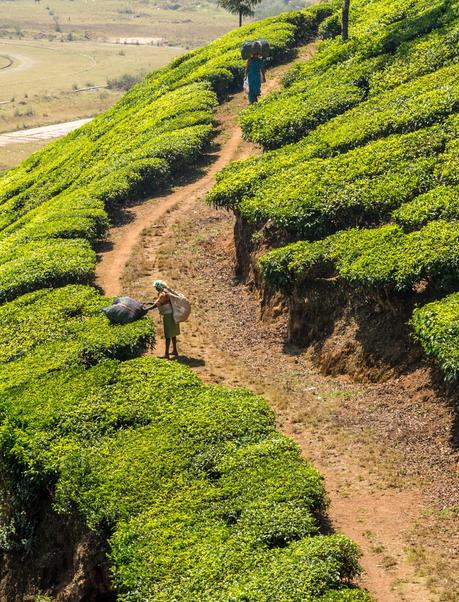 Trabajando en la plantación de té, Munnar Trabajando en la plantación de té, Munnar