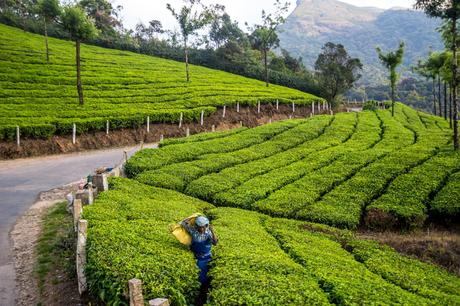 El pesado trabajo recogiendo té El pesado trabajo recogiendo té