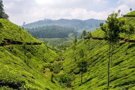 Valles de té, Munnar Valles de té, Munnar