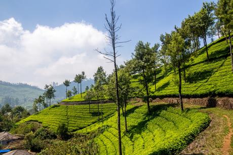 Paseando entre el verde, Munnar Paseando entre el verde, Munnar